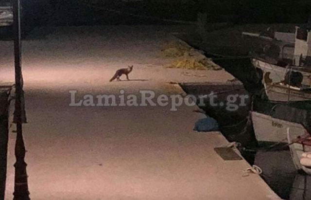 Γλύφα: Η αλεπού βγήκε βόλτα στο λιμάνι - ΦΩΤΟ