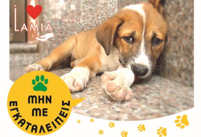Κανένα σκυλί χωρίς chip στο Δήμο Λαμίας