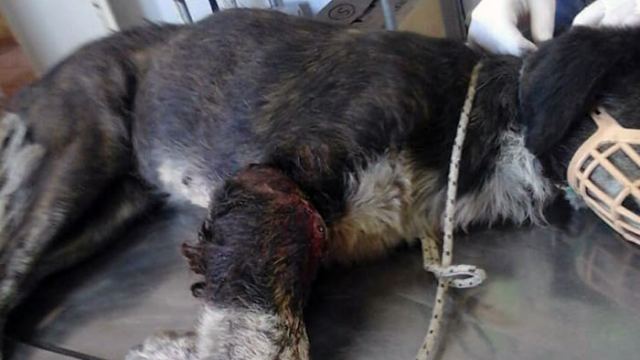 Λαμία: Βασάνισαν αδέσποτο σκυλάκι - Σκληρές εικόνες