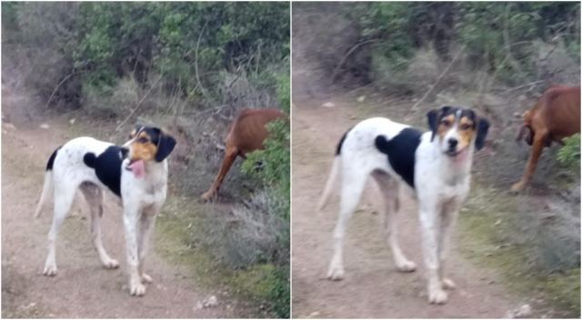 Χάθηκε κυνηγόσκυλο στην περιοχή Λυγαριάς