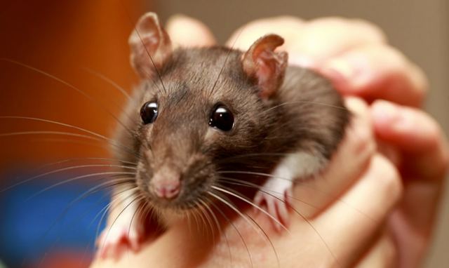 Ελπιδόφορα μελέτη: Πώς ερευνητές κατάφεραν να αναζωογονήσουν το ανοσοποιητικό σύστημα σε ηλικιωμένα ποντίκια