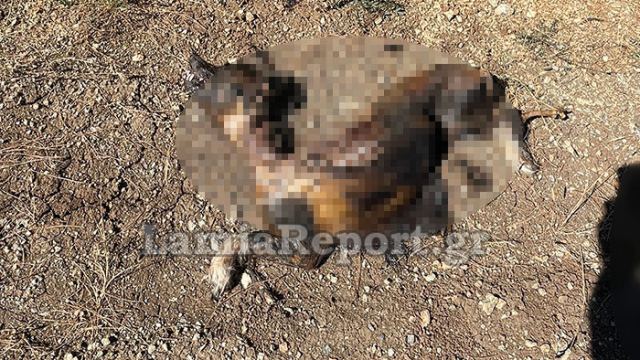 Φρίκη στη Λαμία: Έκαψαν σκύλο ζωντανό - Προσοχή πολύ σκληρές εικόνες