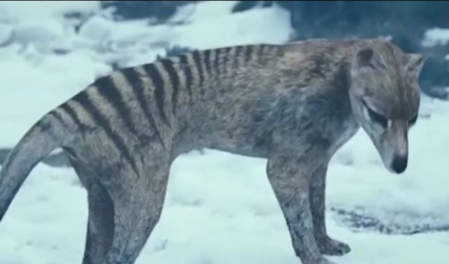 Τίγρης της Τασμανίας: Επιστήμονες σχεδιάζουν να την επαναφέρουν στη ζωή – Κηρύχθηκε επίσημα εξαφανισμένο είδος το 1980