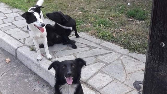 Οργή στην Καβάλα: Πυροβολούν αδέσποτα σκυλάκια