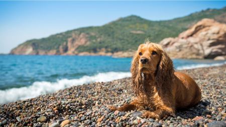 Σκύλος στη θάλασσα - Τι επιτρέπεται βάσει νόμου