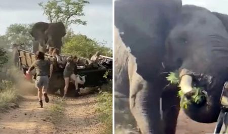 Ένας εξαγριωμένος ελέφαντας έξι τόνων επιτέθηκε σε τζιπ με τουρίστες – Δείτε το τρομακτικό βίντεο