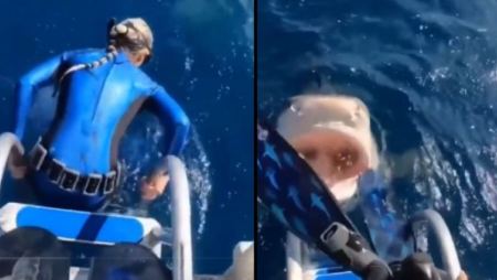 Γυναίκα δύτης ετοιμάζεται να βουτήξει, αλλά την τελευταία στιγμή βλέπει έναν καρχαρία με ανοιχτό το στόμα (ΒΙΝΤΕΟ)