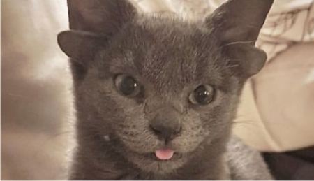 Μίδα: Η γάτα με τα 4 αυτιά από την Τουρκία μετρά 75.000 ακόλουθους στο Instagram