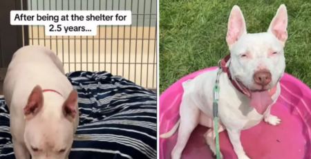 Η συγκινητική ιστορία ενός κωφού σκύλου: Μετά από 900 ημέρες σε καταφύγιο, βρήκε επιτέλους σπίτι (ΒΙΝΤΕΟ)