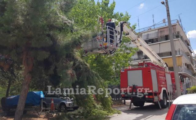 Λαμία: Απομάκρυνε επικίνδυνο δέντρο η Πυροσβεστική (ΒΙΝΤΕΟ-ΦΩΤΟ)