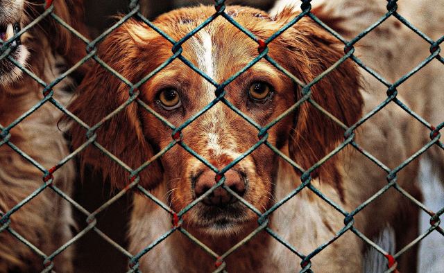 animal-welfare-dog-imprisoned-1116205/