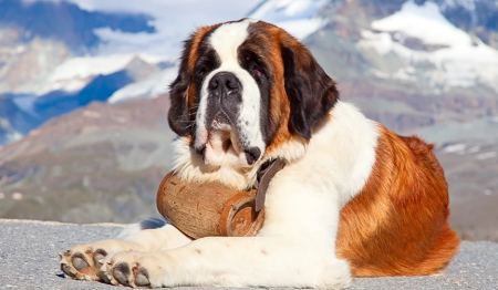Οι σκύλοι Αγίου Βερνάρδου αναλαμβάνουν νέο… κοινωνικό ρόλο – «Κάνουν θαύματα»