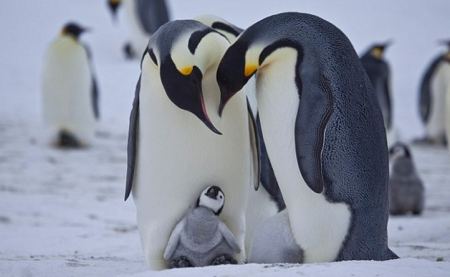 Δορυφορικές εικόνες αποκάλυψαν νέα αποικία αυτοκρατορικών πιγκουίνων στην Ανταρκτική