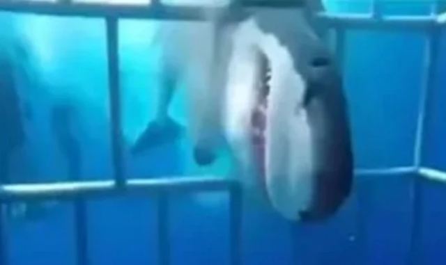 Τρόμος με λευκό καρχαρία που επιτίθεται σε δύτες μέσα σε κλουβί