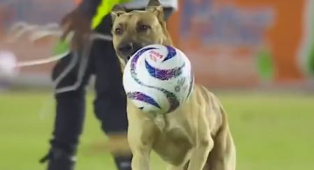Μεξικό: Σκύλος διέκοψε ποδοσφαιρικό αγώνα και άρχισε να παίζει με την μπάλα