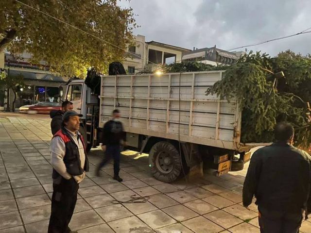 Έφτασαν τα χριστουγεννιάτικα δέντρα στο Δήμο Στυλίδας