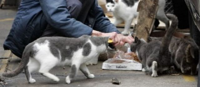 Καστανιά: Έριξαν φόλα σε όλες τις γάτες που φρόντιζε