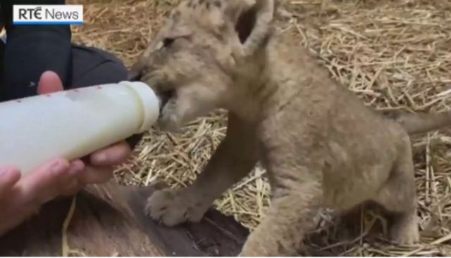 Λιονταράκι γεννήθηκε με τεχνητή γονιμοποίηση - Το βάφτισαν Σίμπα και το ταΐζουν με μπιμπερό (video)