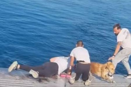 Βίντεο: Καρέ καρέ η διάσωση σκύλου από πλήρωμα ferry boat ανοιχτά της Σαλαμίνας