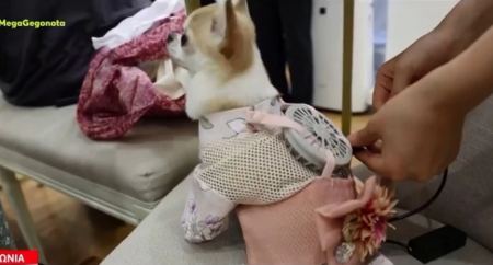 Ιαπωνία: Ρούχα με…  ανεμιστήρα για σκύλους, για άνετες βόλτες στη ζέστη!