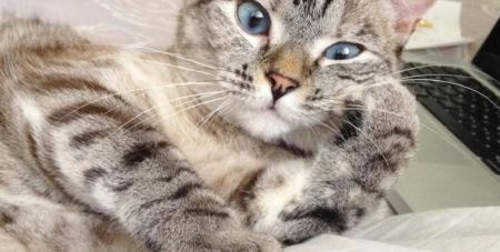 Αυτή είναι η διασημότερη γάτα στον κόσμο: «Τρώνε τη σκόνη» της οι TikTokers, πόση είναι η περιουσία της