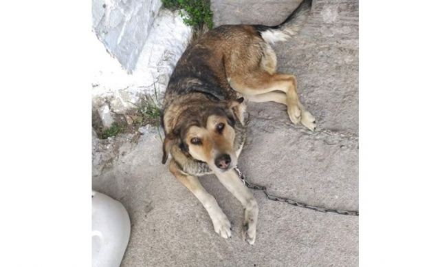 Χάθηκε ο σκύλος της φωτογραφίας - Βοηθήστε να τον βρούμε
