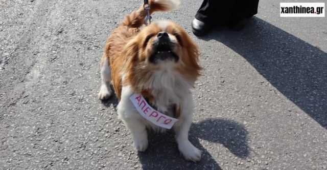 Ξάνθη: Viral ο σκύλος «απεργός» που βγήκε στους δρόμους να διαδηλώσει