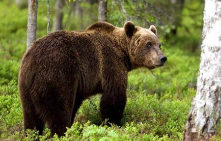 Αρκτούρος: Ξύπνησαν οι αρκούδες στο Νυμφαίο και ξεκίνησαν τις βόλτες