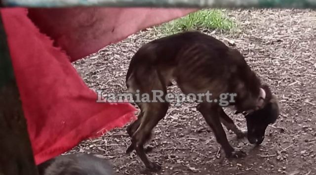 Προσωρινή στέγη φροντίδας βρήκαν στο Δήμο Στυλίδας τα υποσιτισμένα ζώα της Κουβέλας