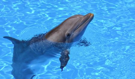 Αττικό Ζωολογικό Πάρκο: Η απόφαση της δικαιοσύνης για το show των δελφινιών
