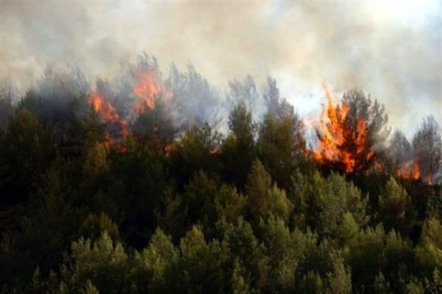Φθιώτιδα: Πυρκαγιά στο Καλλίδρομο έκαψε 15 στρέμματα δάσους
