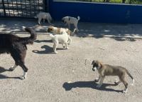 Μπάζα, σκουπίδια και αδέσποτα σκυλιά στη Μεταμόρφωση Σωτήρος Στυλίδας