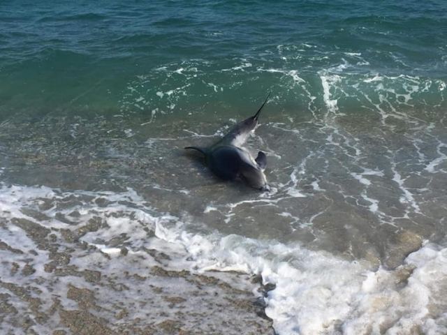 Νεκρό δελφίνι σε παραλία της Ναυπάκτου