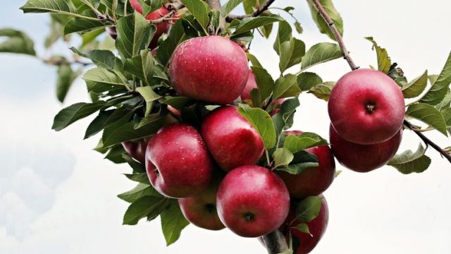 Έγκριση για εξαγωγές στην Ινδία έλαβαν τα ελληνικά μήλα
