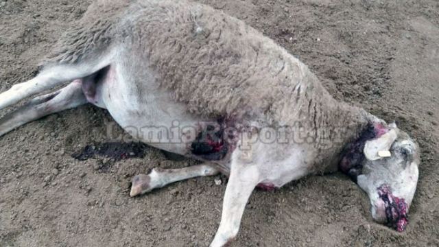 Φθιώτιδα: Επίθεση λύκου σε ποιμνιοστάσιο (Σκληρές εικόνες)