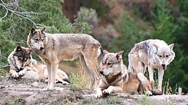 Φθιώτιδα: Κατέβηκαν λύκοι στο Μαρτίνο - Δείτε ΒΙΝΤΕΟ
