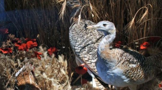 Πόσο ζυγίζει το πιο βαρύ ιπτάμενο πτηνό - Τρώει παπαρούνες στην αναπαραγωγική περίοδο