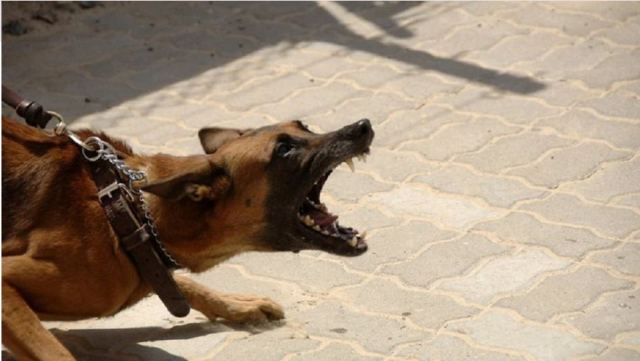 Άγρια επίθεση σκύλων σε κοριτσάκι στην Κορινθία: Έκκληση της μάνας να βρεθεί ο ιδιοκτήτης τους