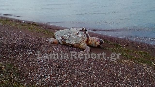 Νεκρή θαλάσσια χελώνα σε παραλία της Ανατολικής Φθιώτιδας