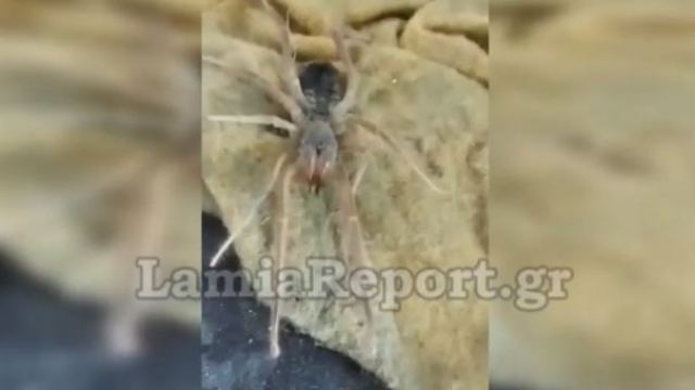 Αράχνη - σκορπιός εμφανίστηκε σε χωριό της Φθιώτιδας; (ΒΙΝΤΕΟ)