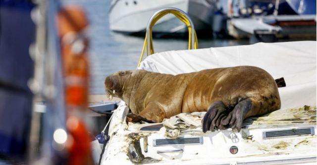 Ο θηλυκός θαλάσσιος ίππος «Φρέγια» σπάει βάρκες και... κλέβει καρδιές στη Νορβηγία