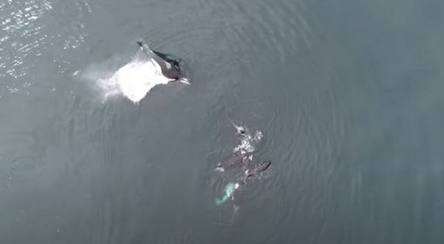 Το μυστήριο της Όρκας: Πώς αναπτύσσουν κοινωνικές επαφές οι «δολοφόνοι φάλαινες» - Δείτε βίντεο