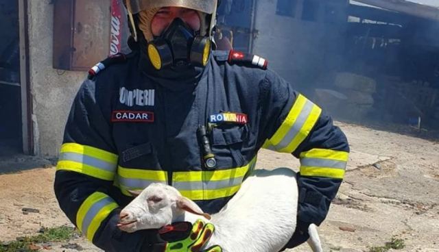 Συγκινητική εικόνα από τη φωτιά στο Σχηματάρι: Πυροσβέστης από τη Ρουμανία έσωσε από τις φλόγες κατσικάκι