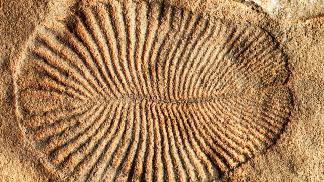 Ερευνητές εντόπισαν ίχνη από το αρχαιότερο «γεύμα» ζώου - Σε απολίθωμα ηλικίας 550 εκατ. ετών