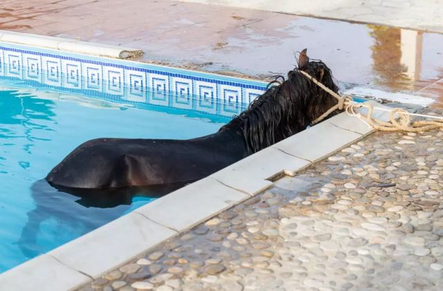 Κεφαλονιά: Άλογο κάνει βουτιές σε… πισίνα ξενοδοχείου (pics)
