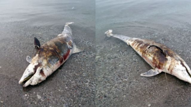 Νεκρό δελφίνι ξεβράστηκε σε παραλία