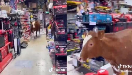 Τεράστια αγελάδα προκάλεσε χάος μέσα σε κατάστημα (ΒΙΝΤΕΟ)