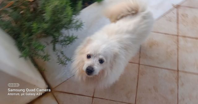 Βρέθηκε σκύλος Σπιτς στη Λαμία
