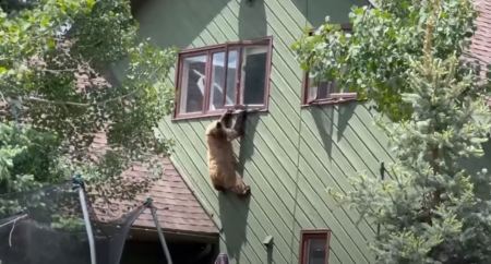 Αρκούδα κρεμάστηκε από παράθυρο σπιτιού για να φύγει - Τα πλάνα της «απόδρασης»