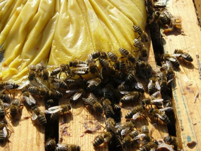 Νέα επιστολή Βουρδάνου σε Βορίδη για τους μελισσοκόμους της Στερεάς